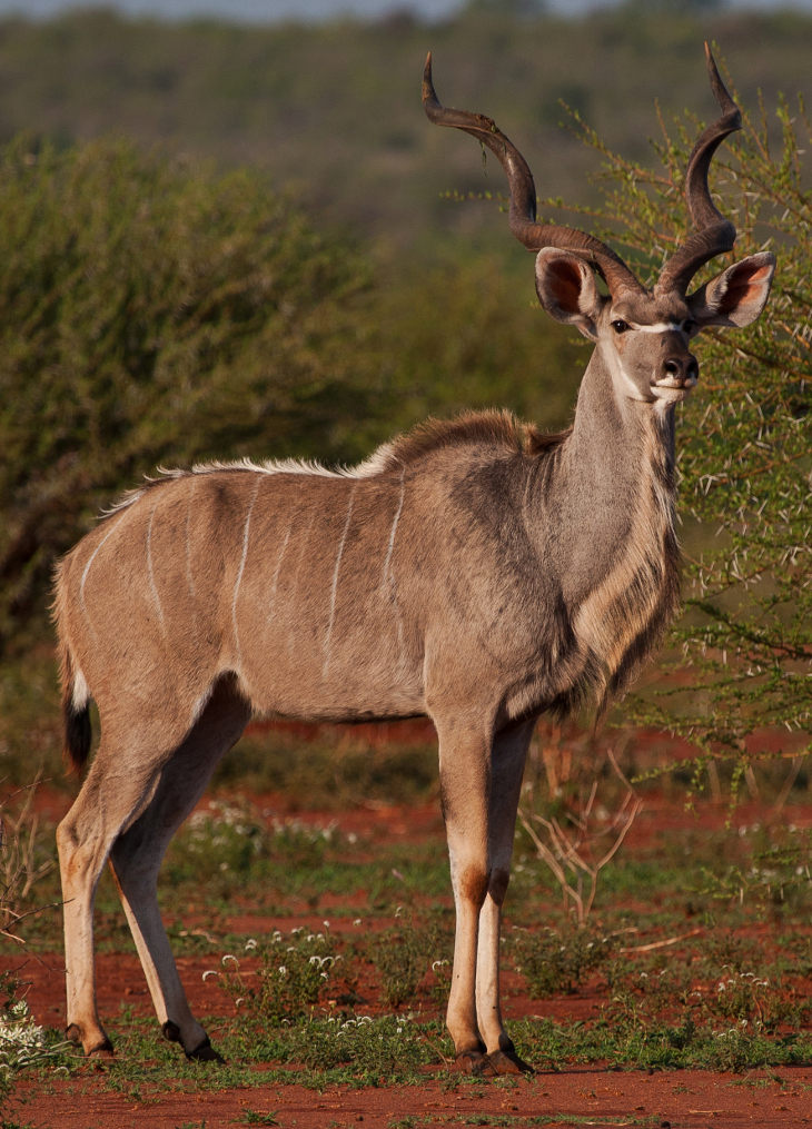 Makanyane Kudu 2 G.Kew