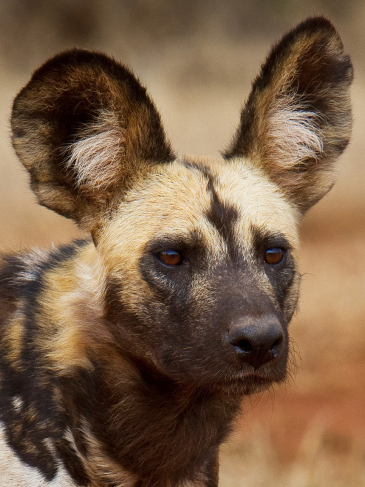Makanyane Wild Dog 5 G.Kew